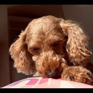 Meet your Posher, Tiffany